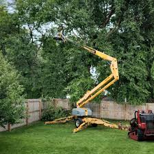 Best Fruit Tree Pruning  in Watervliet, NY