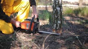 Best Stump Grinding and Removal  in Watervliet, NY